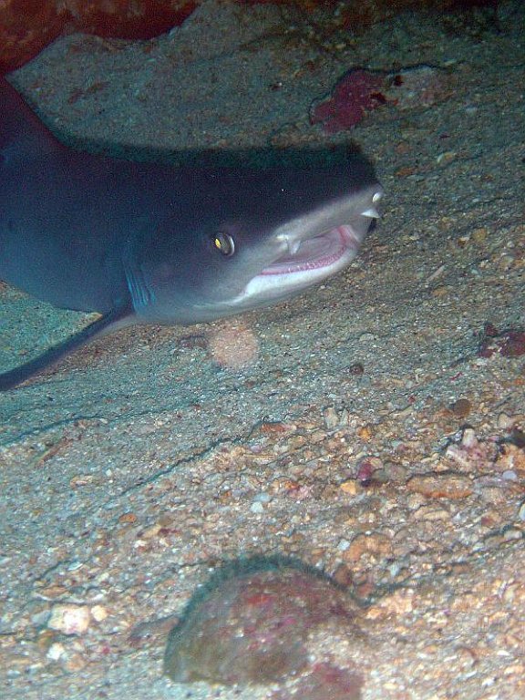 White Tip Reefshark4 